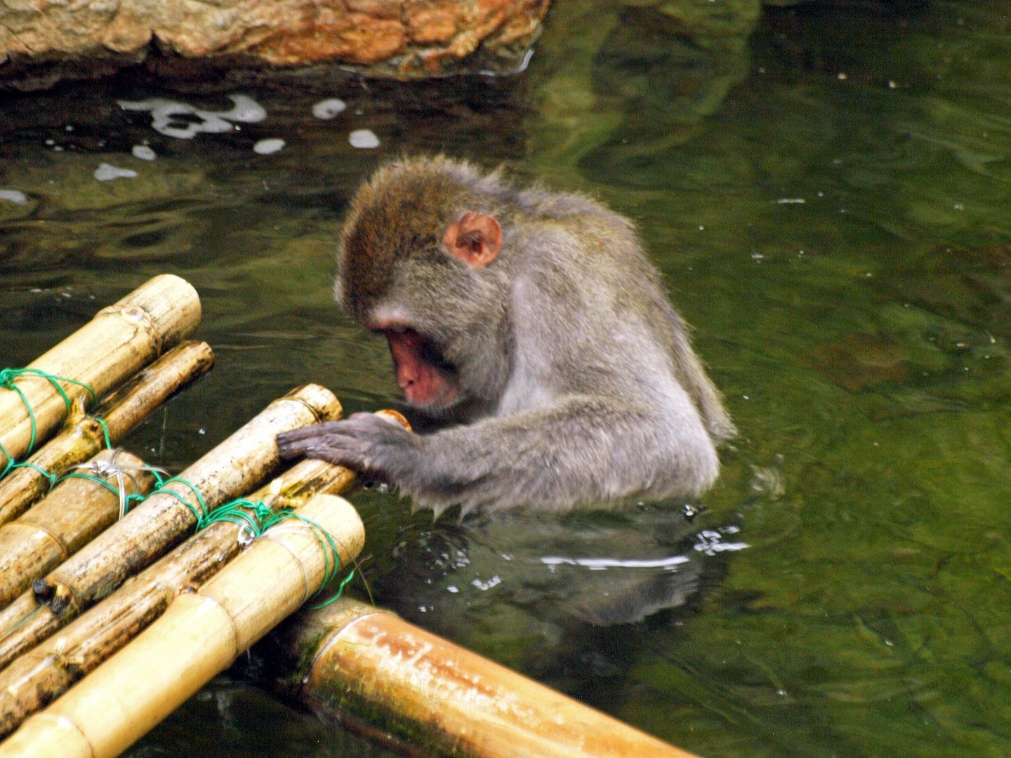 Japanese macaque