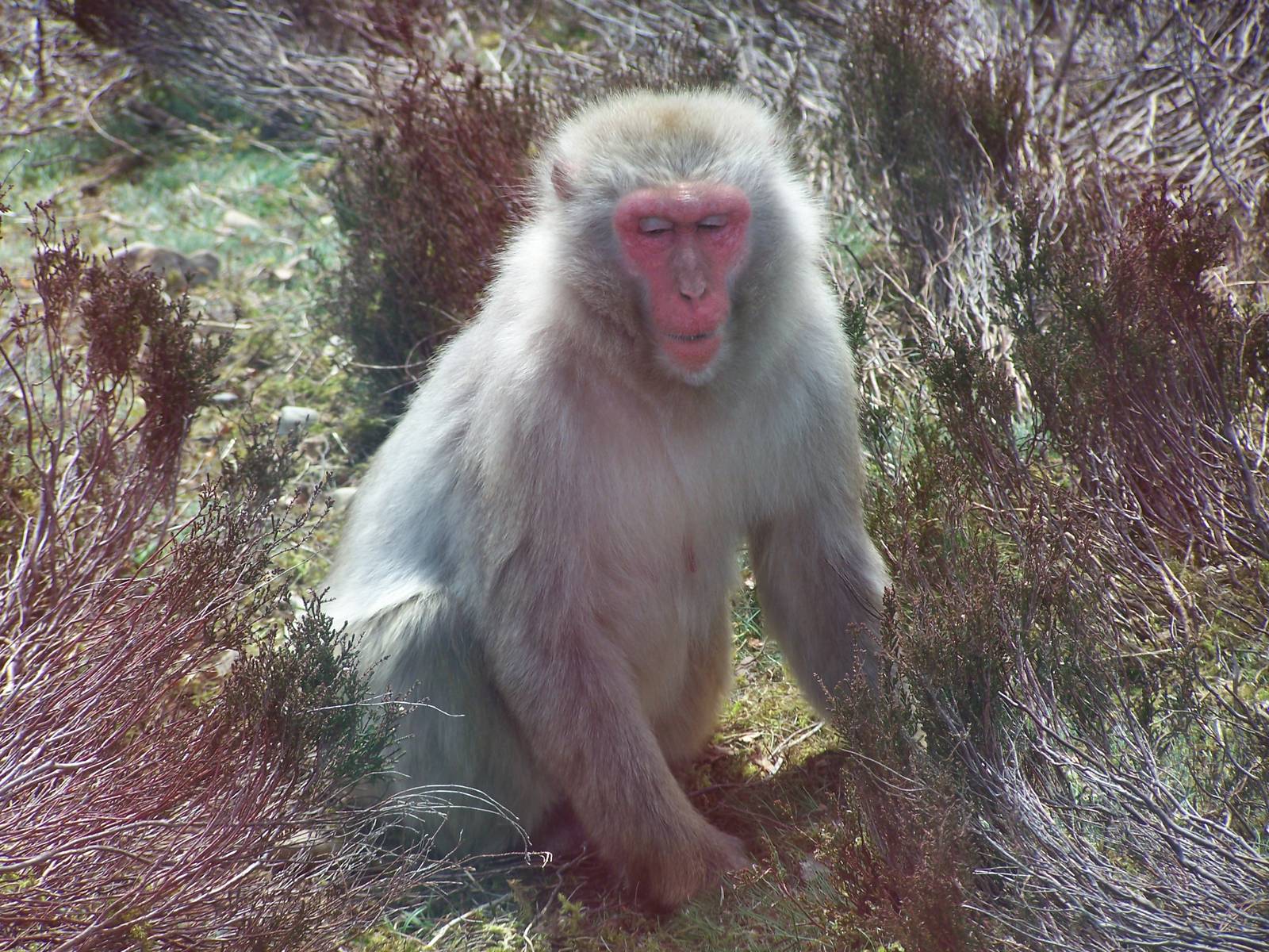 Japanese macaque