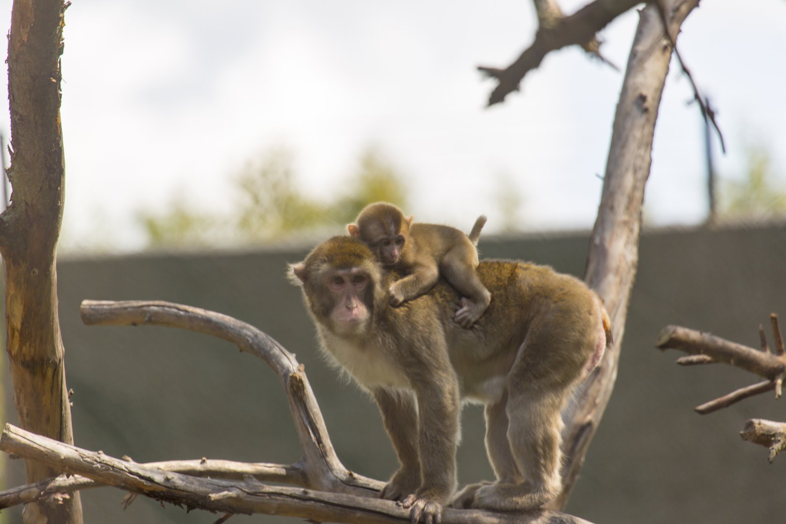 Japanese Macaque