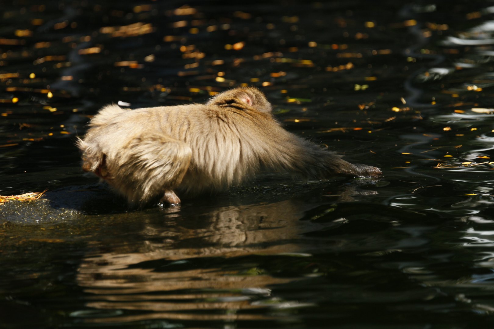 Japanese Macaque