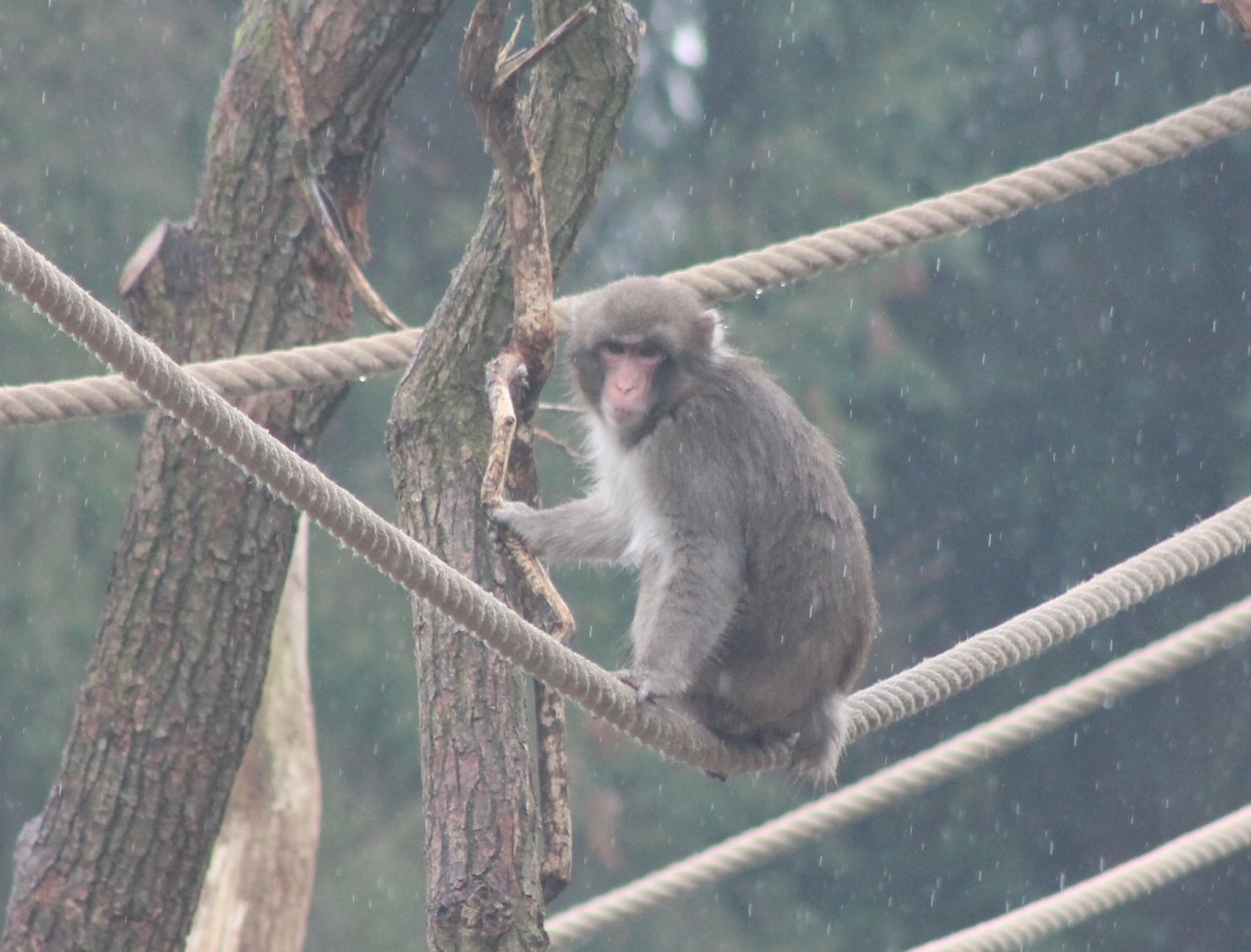 Japanese macaque