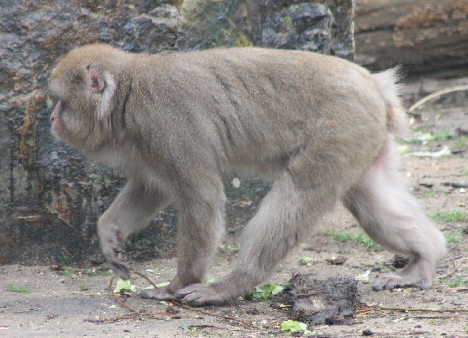 Japanese macaque