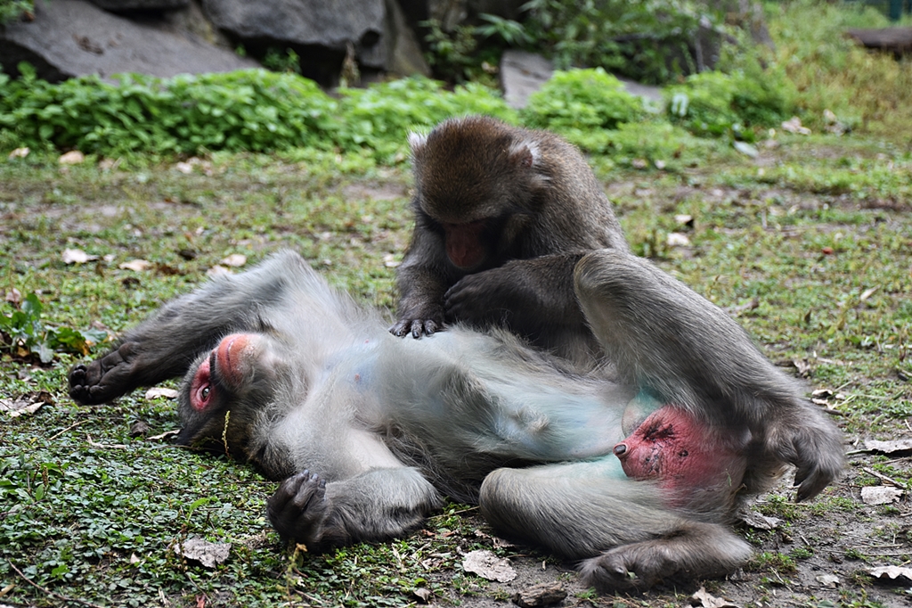 Japanese macaque