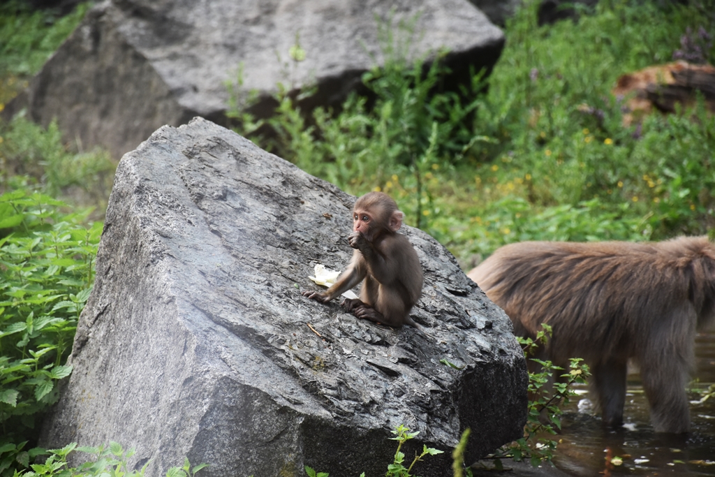 Japanese macaque