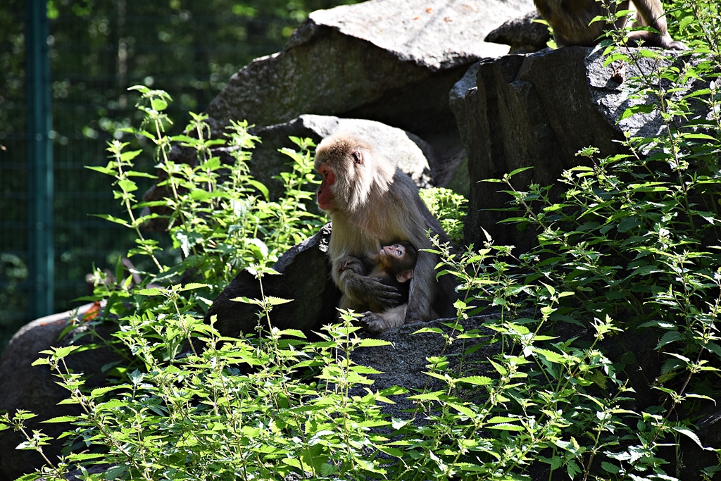 Japanese macaque