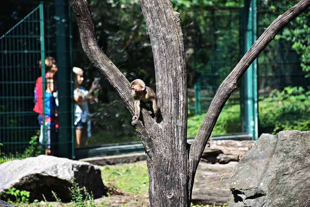 Japanese macaque