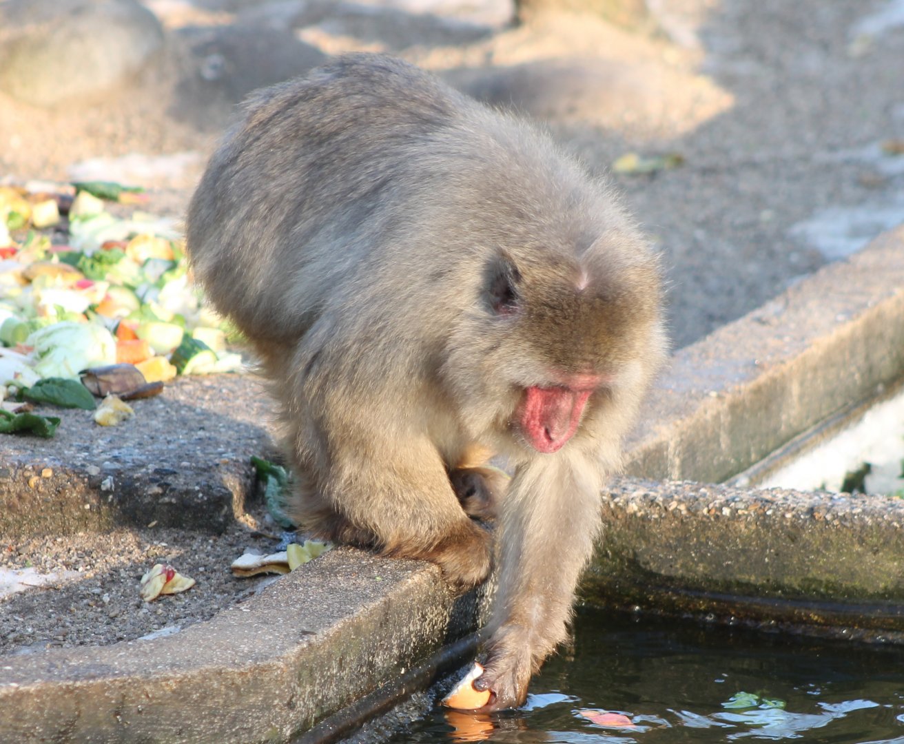 Japanese macaque
