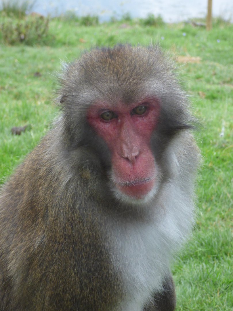 Japanese Macaque
