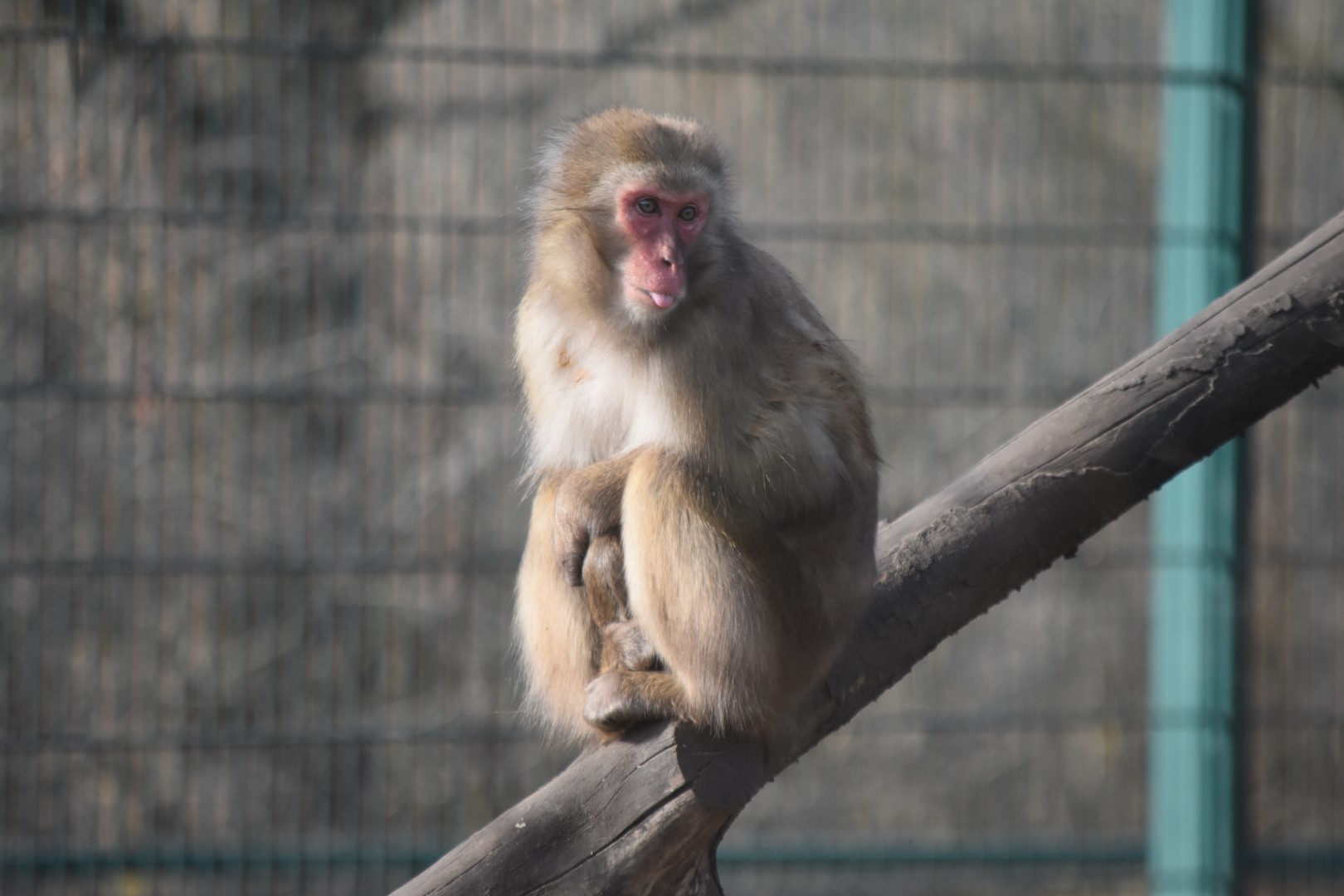 Japanese macaque