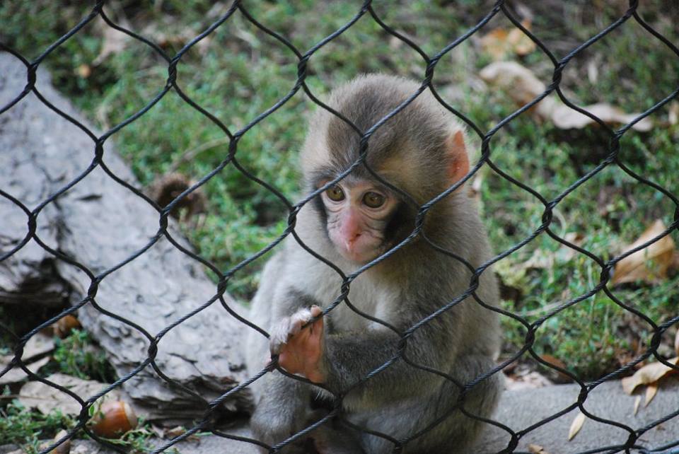 Japanese Macaque