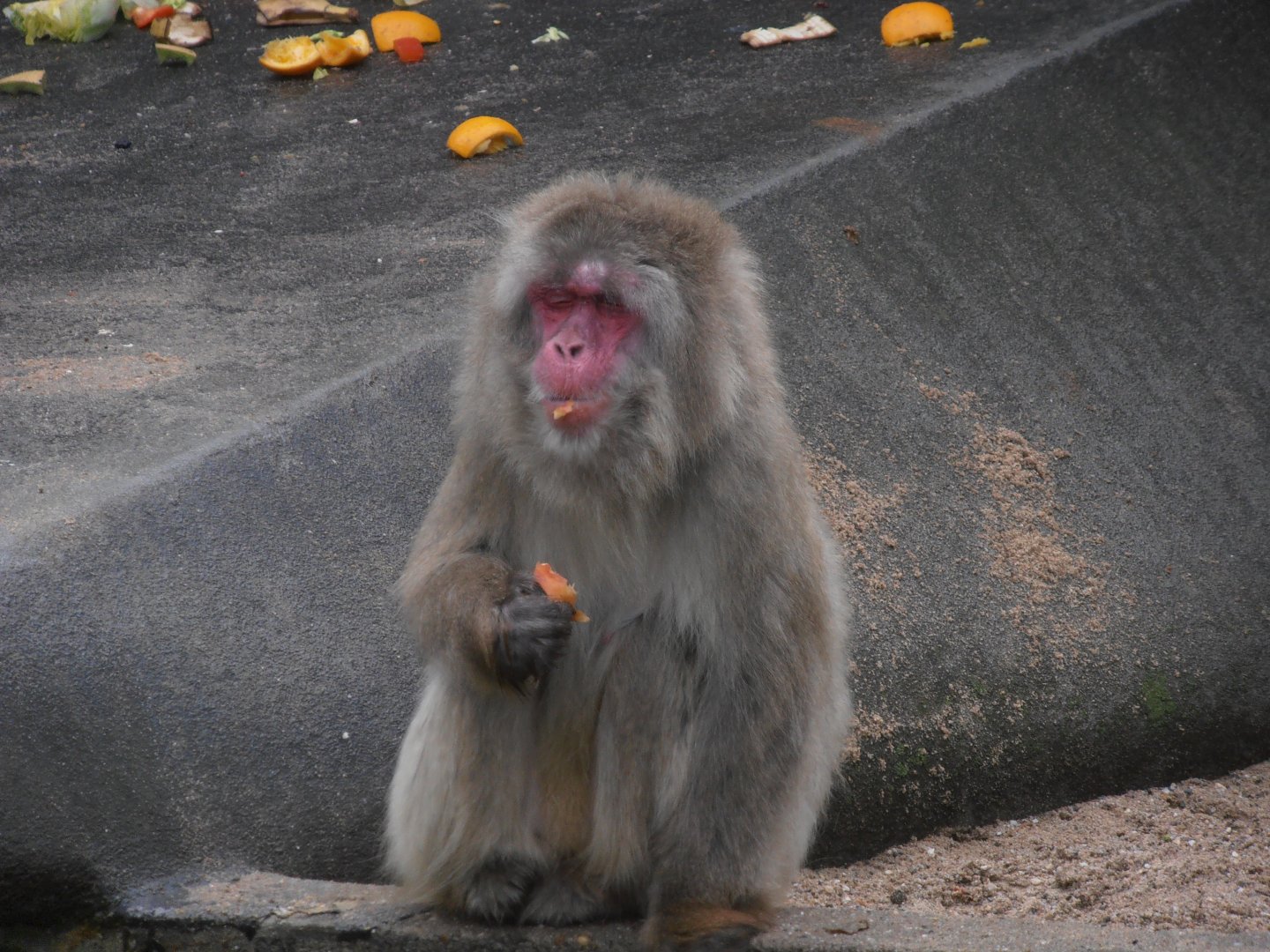 Japanese Macaque