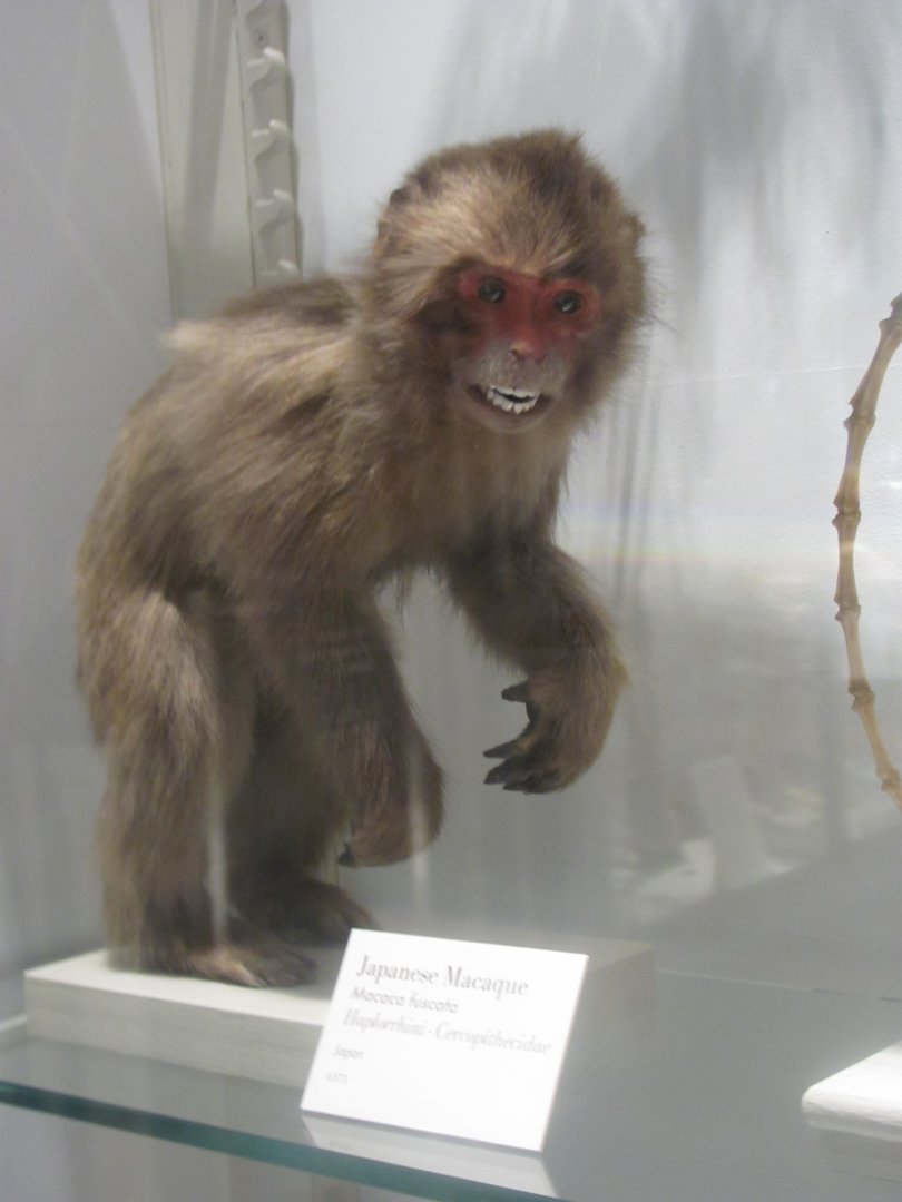 Japanese Macaque
