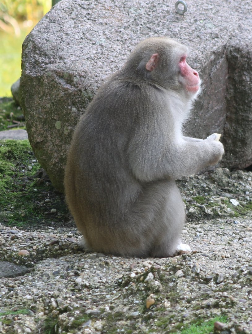 Japanese macaque