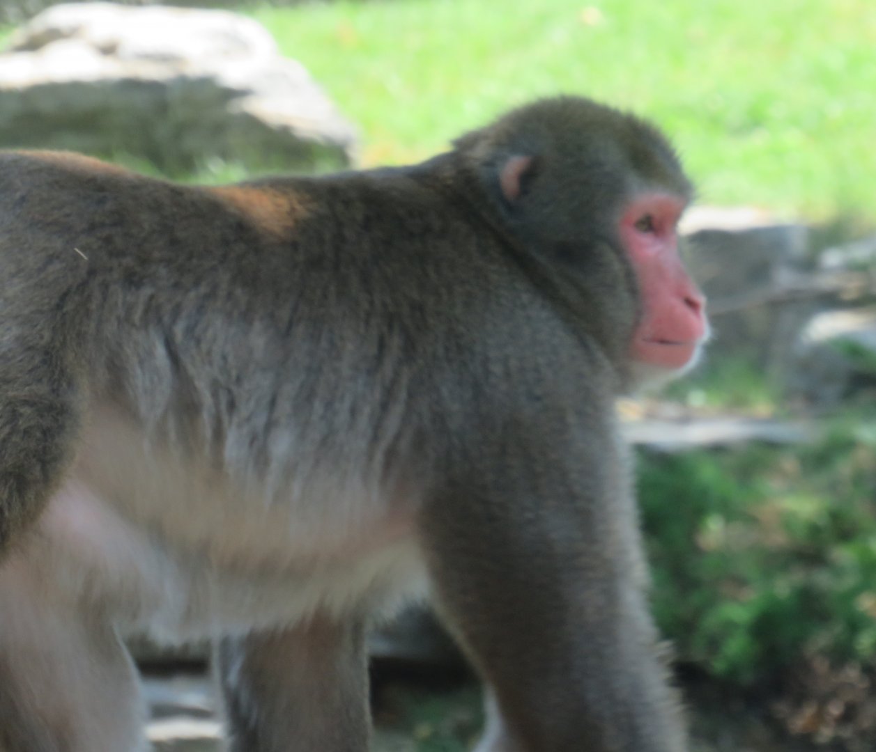 Japanese macaque
