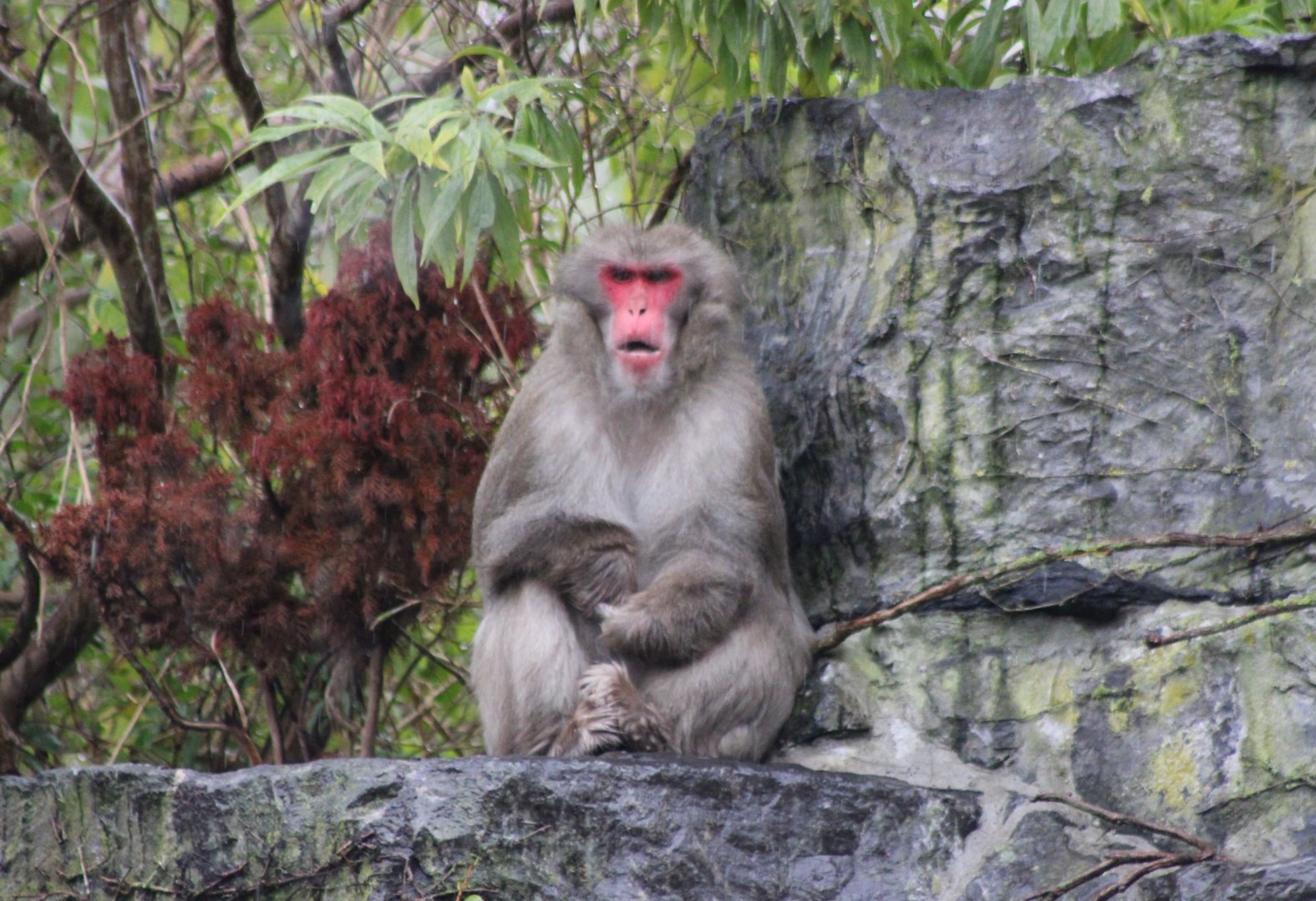 Japanese macaque