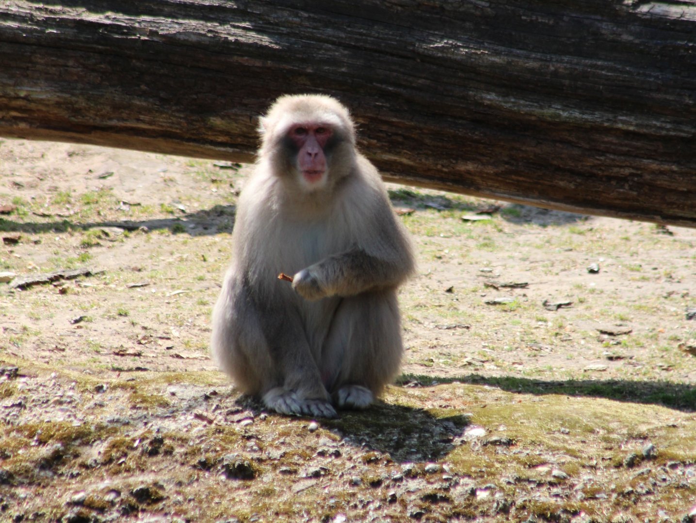 Japanese macaque