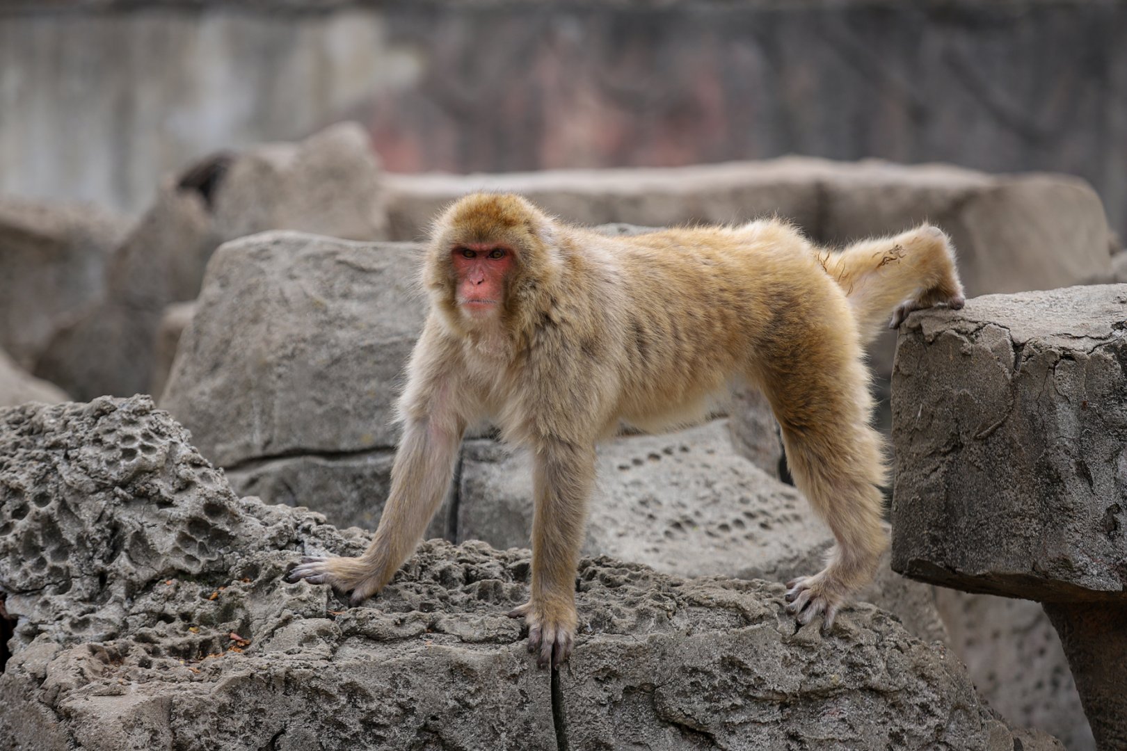 Japanese macaque