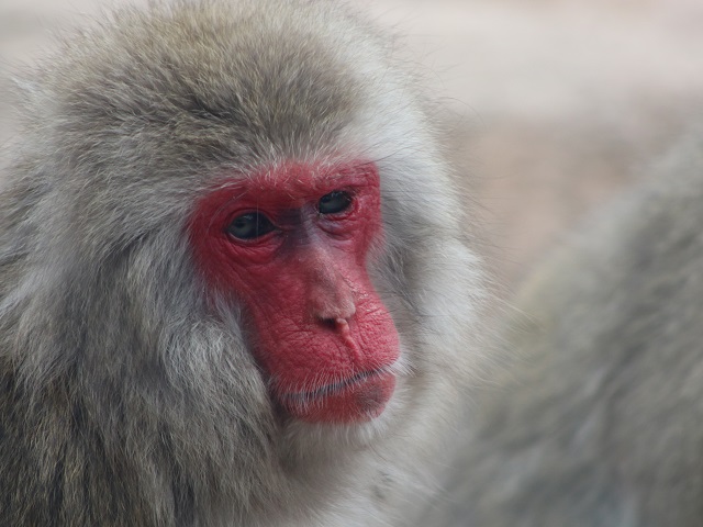 Japanese Macaque