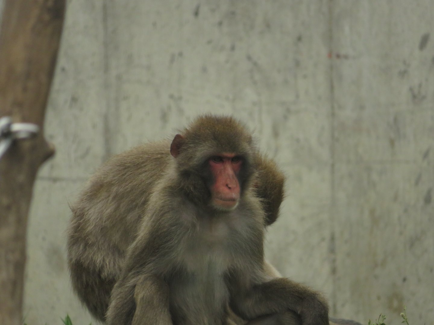 Japanese macaque