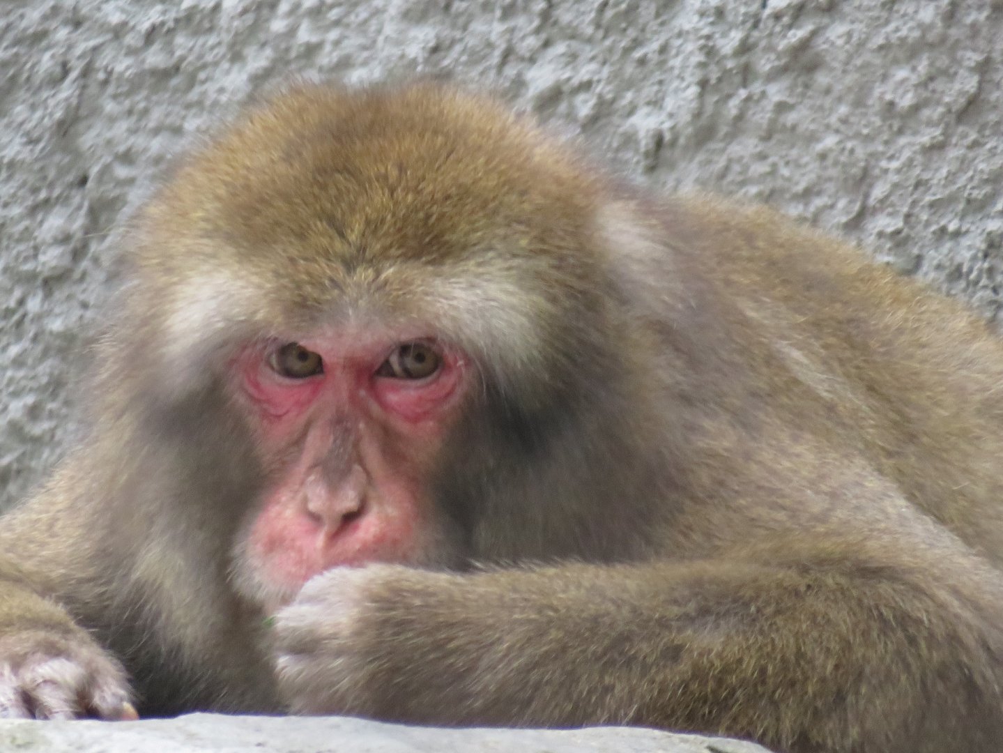 Japanese macaque