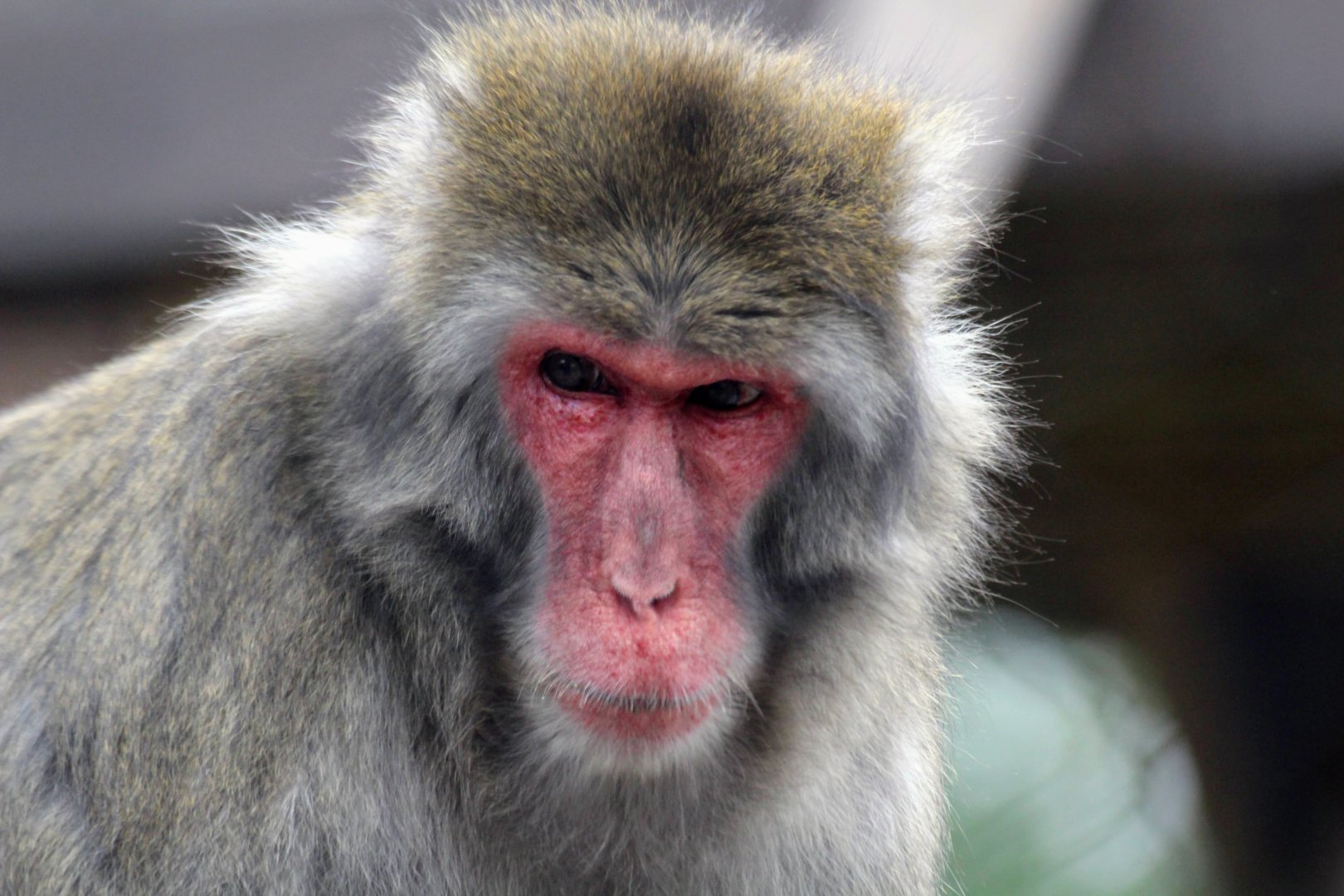 Japanese Macaque