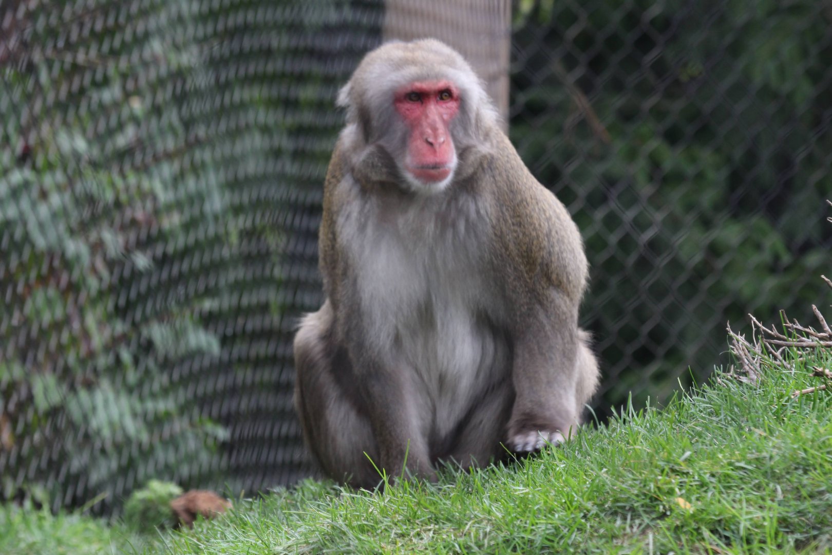 Japanese Macaque
