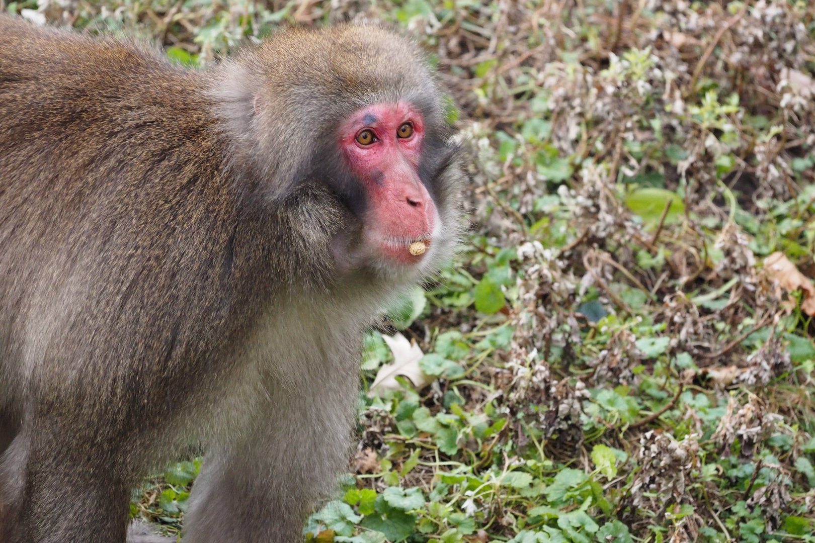Japanese macaque