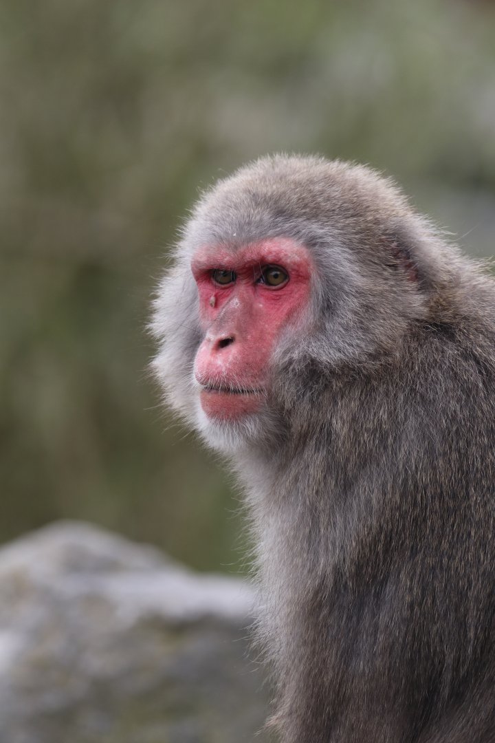 Japanese macaque