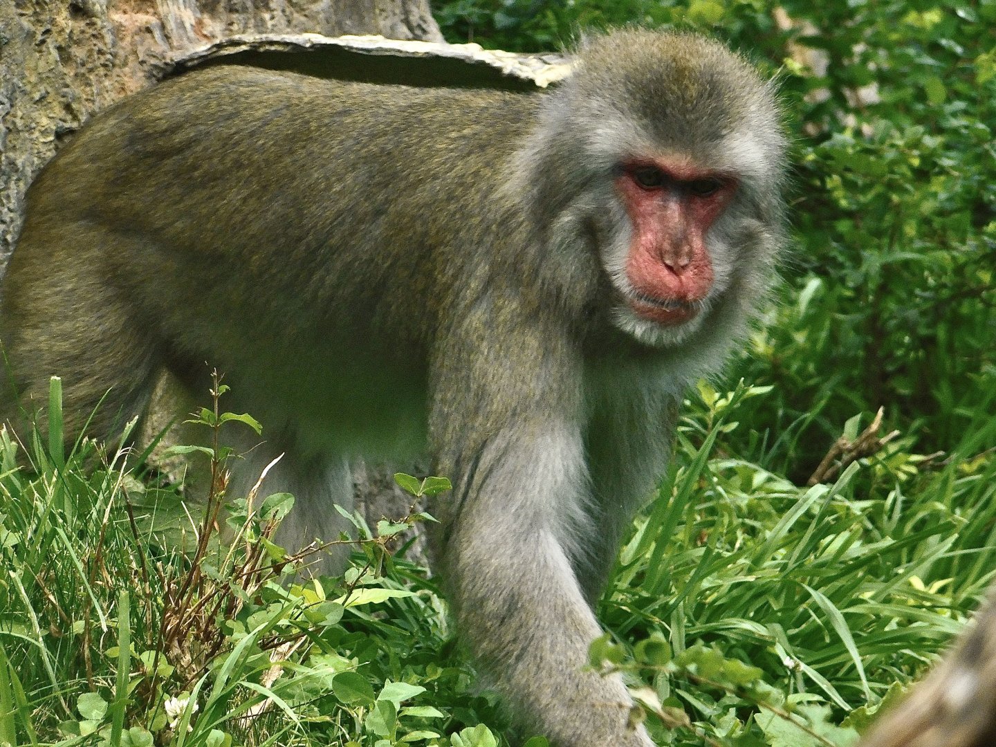 Japanese Macaque