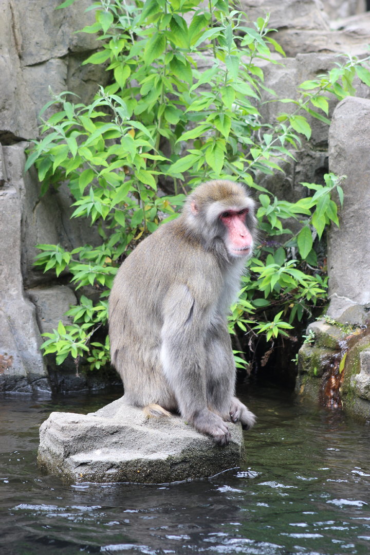 Japanese Macaque