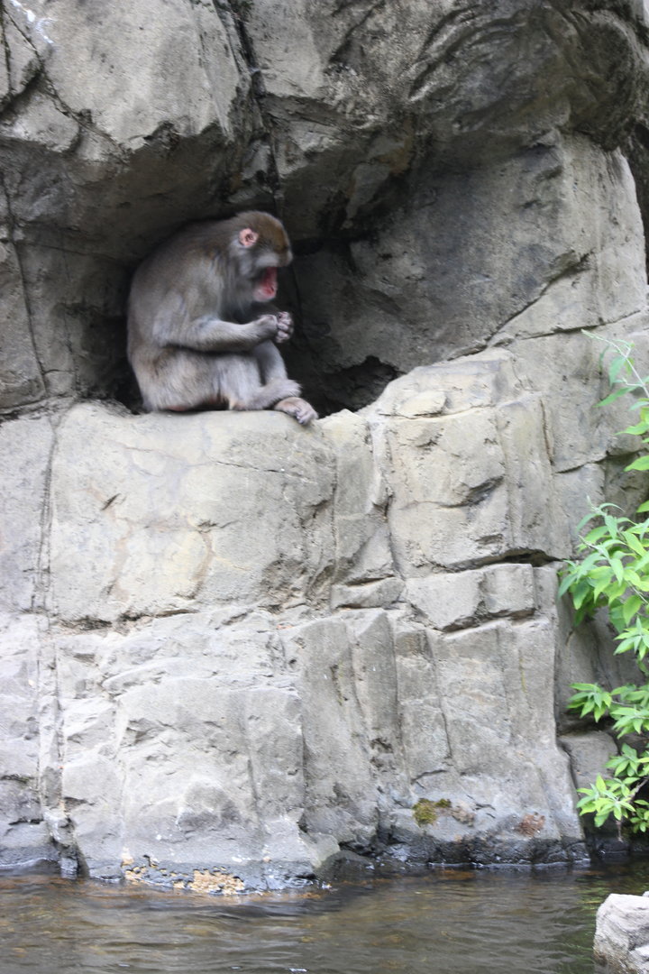 Japanese Macaque
