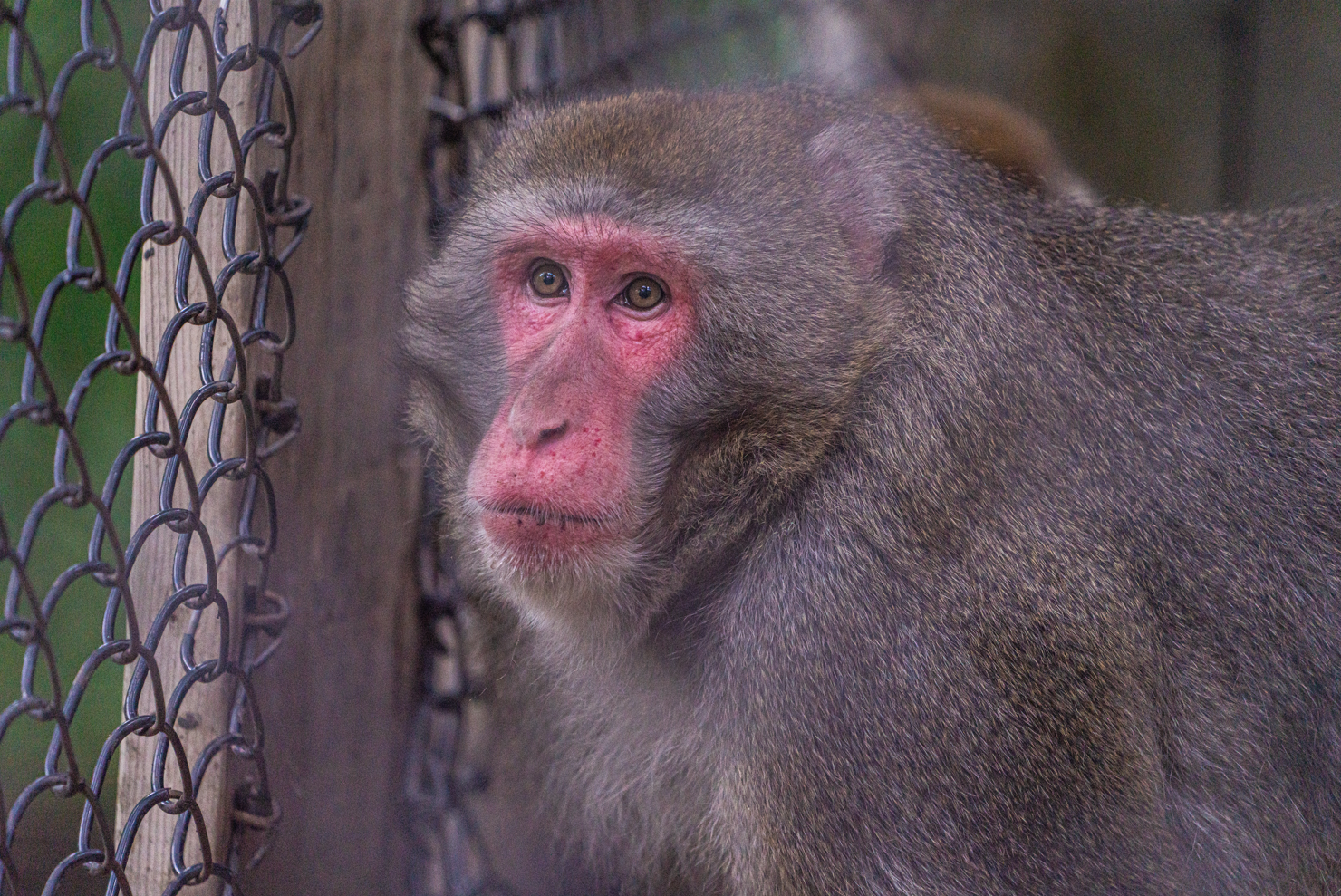 Japanese Macaque