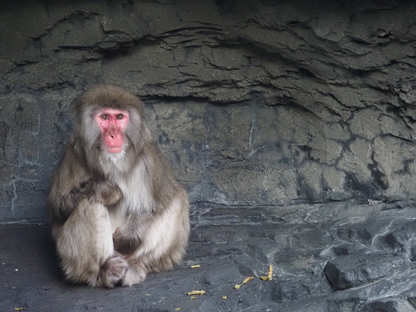 Japanese Macaque