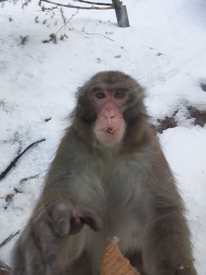 Japanese Macaque