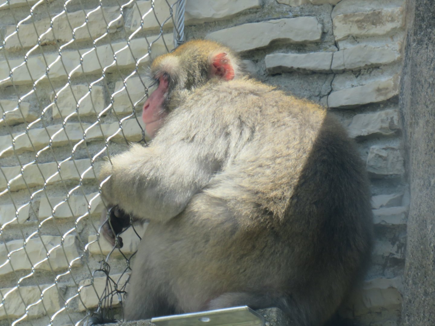 Japanese macaque