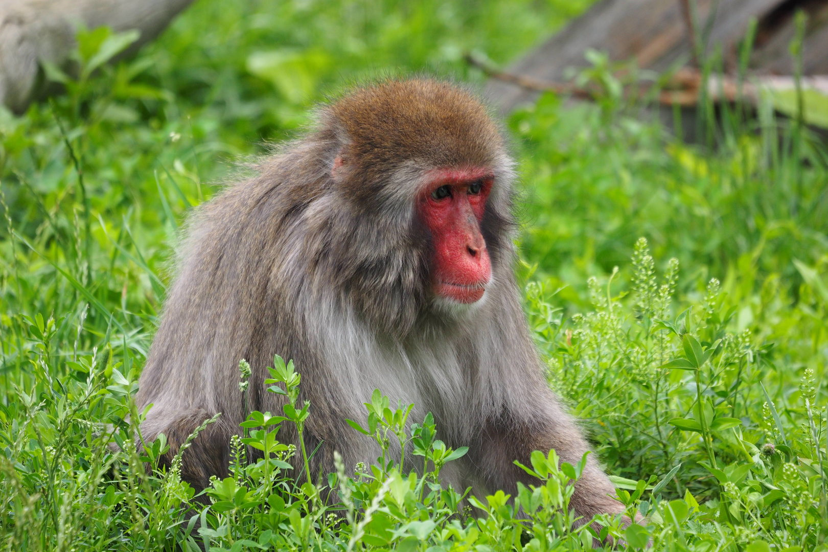 Japanese Macaque