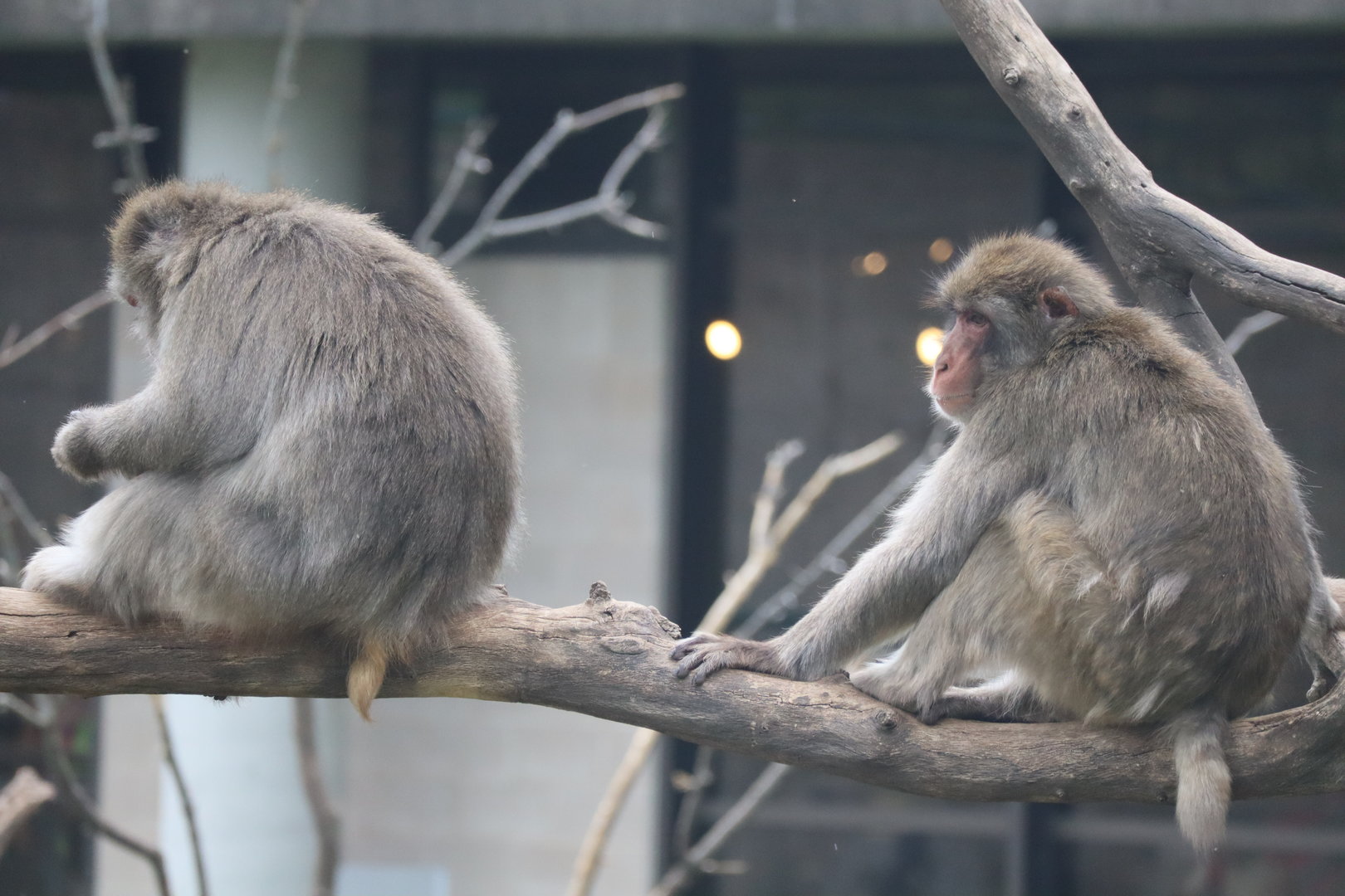 Japanese Macaque