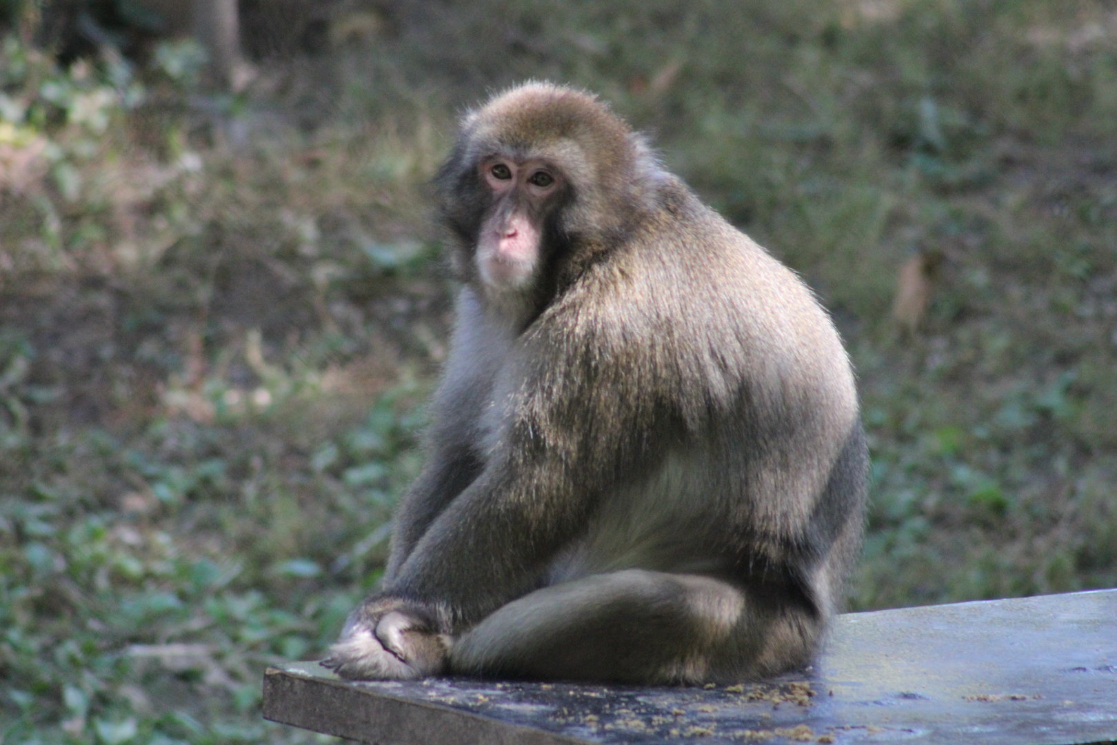 Japanese Macaque