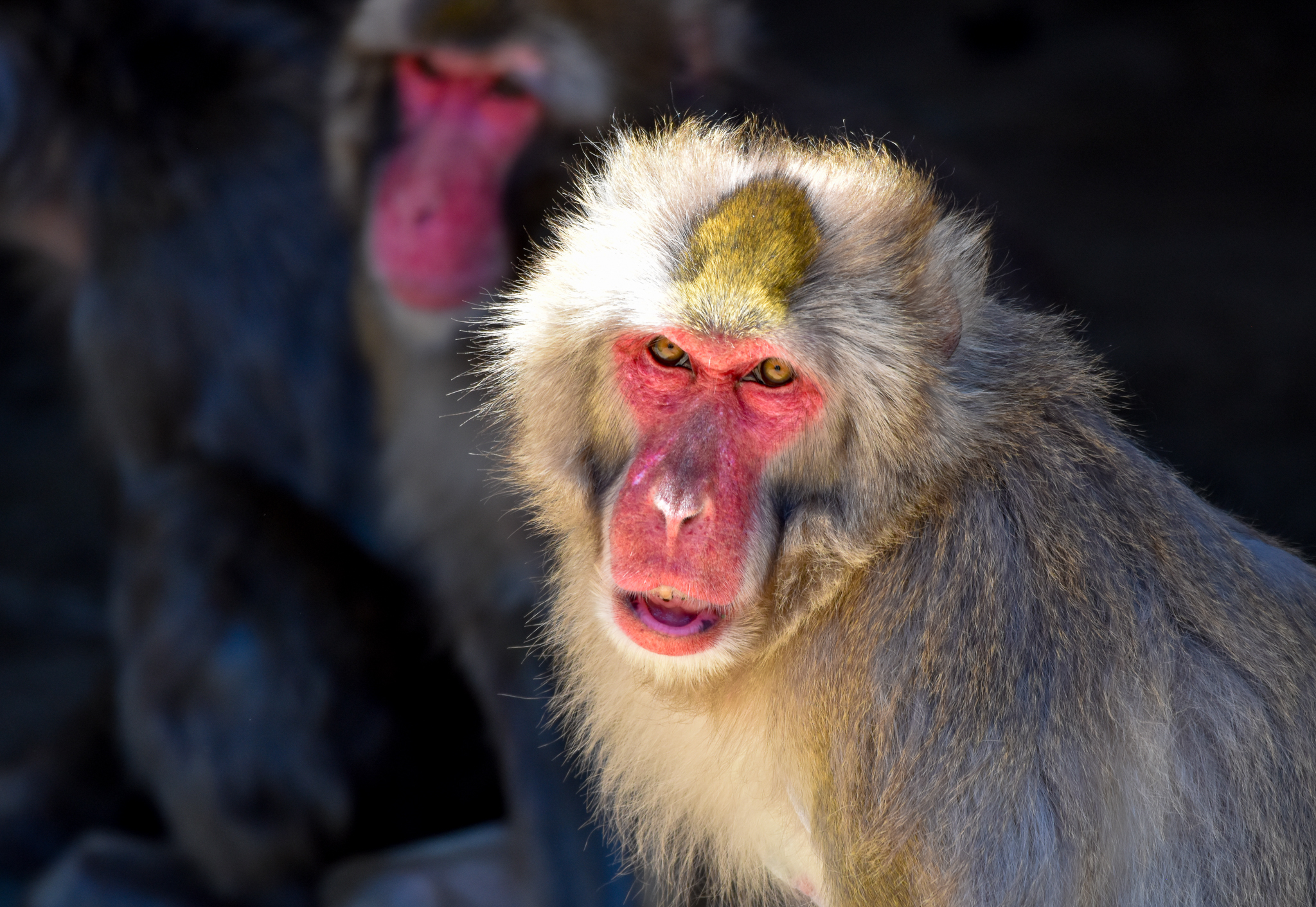 Japanese Macaque