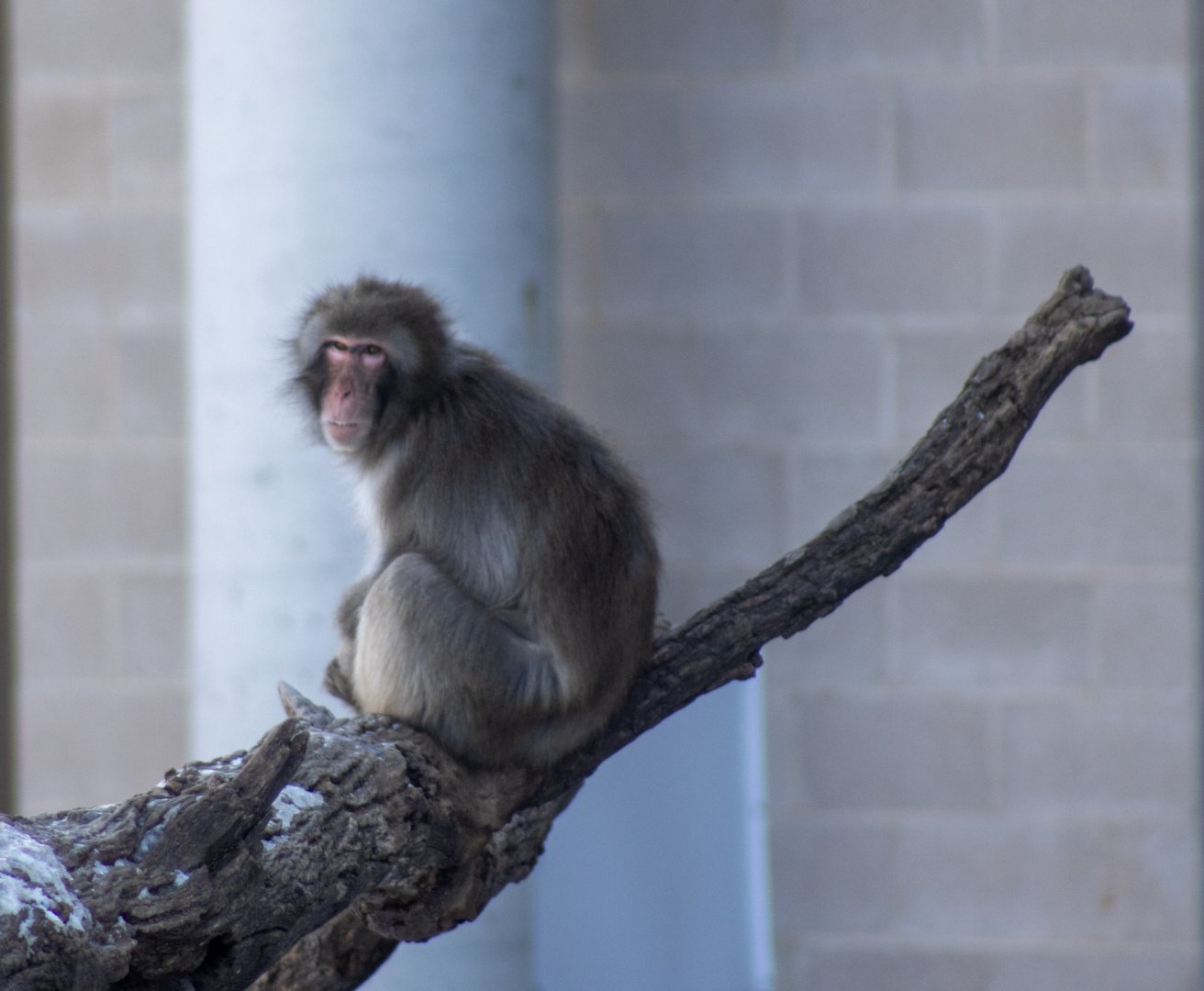 Japanese Macaque