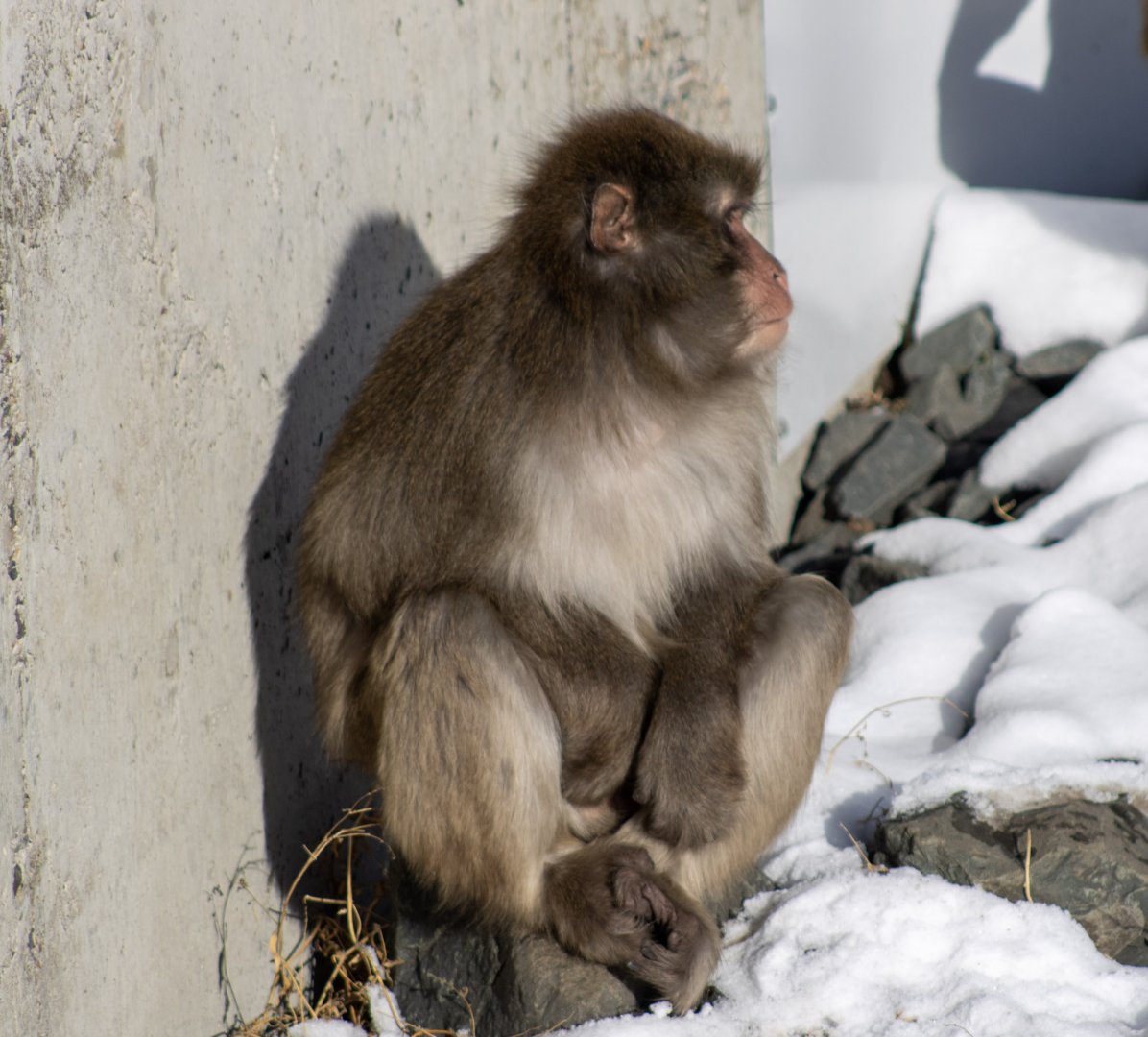 Japanese Macaque