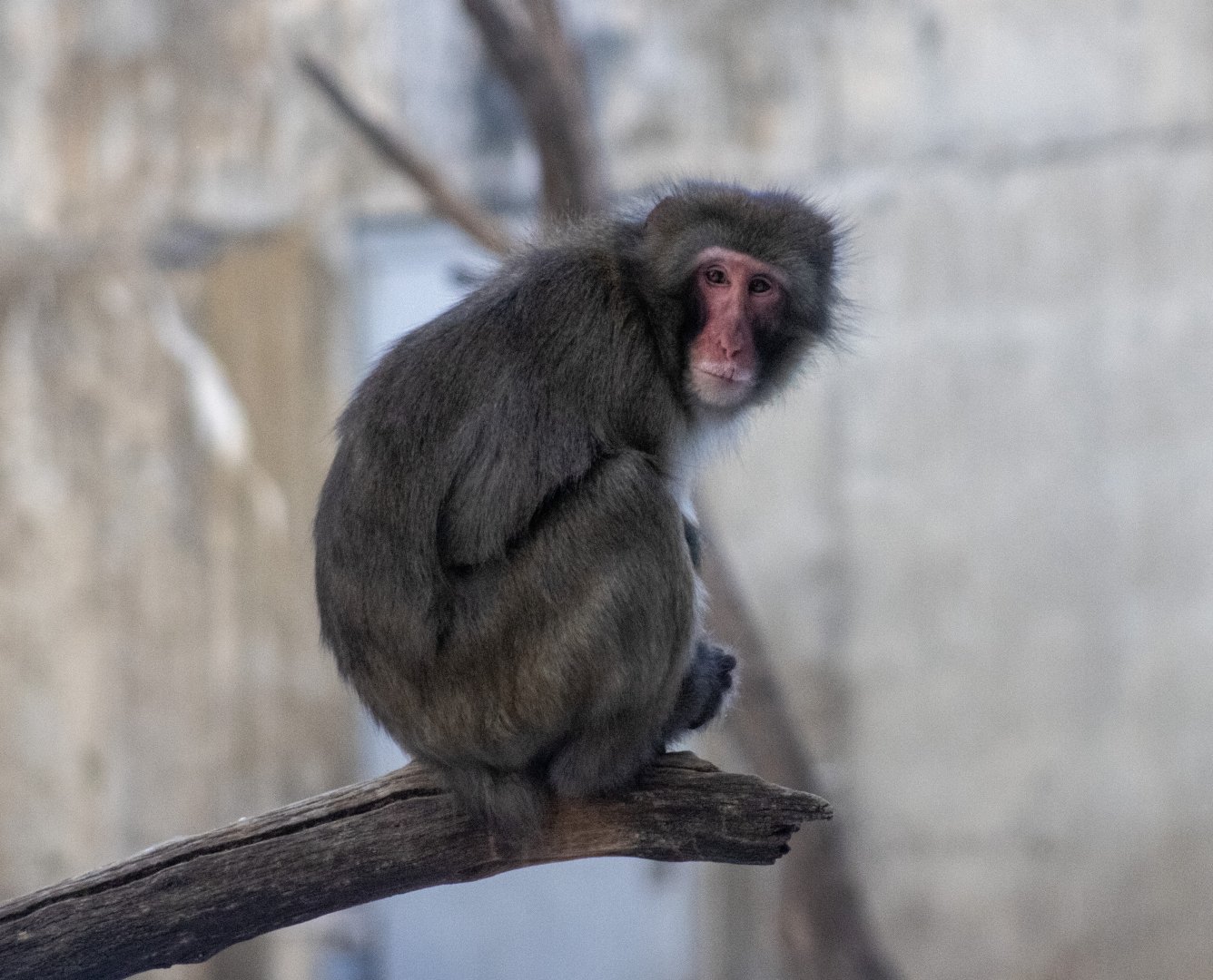 Japanese Macaque