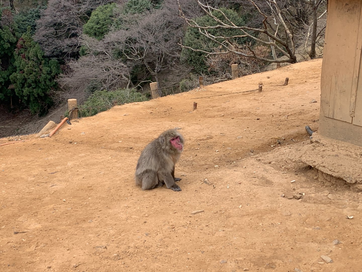Japanese Macaque