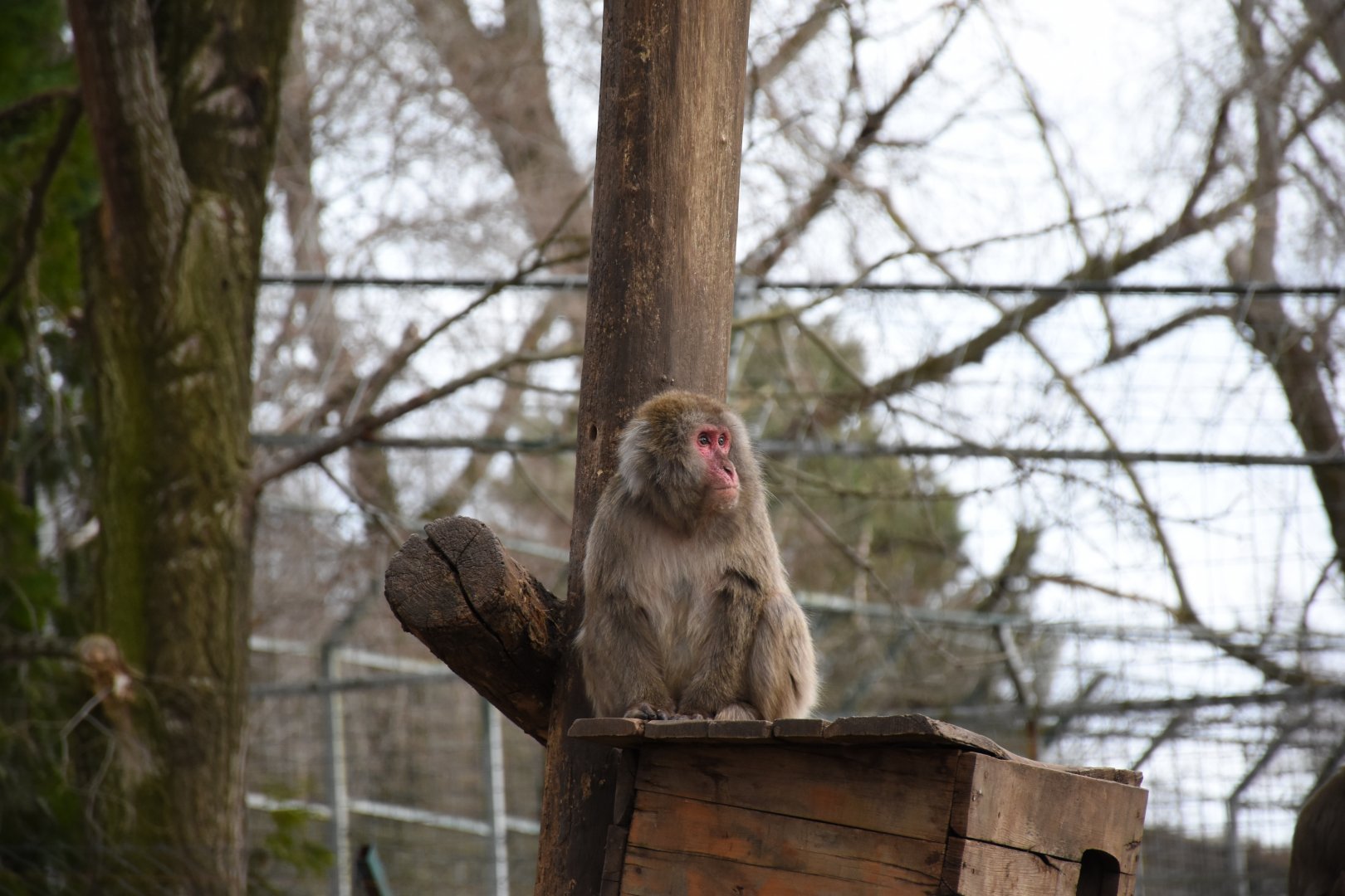 Japanese macaque