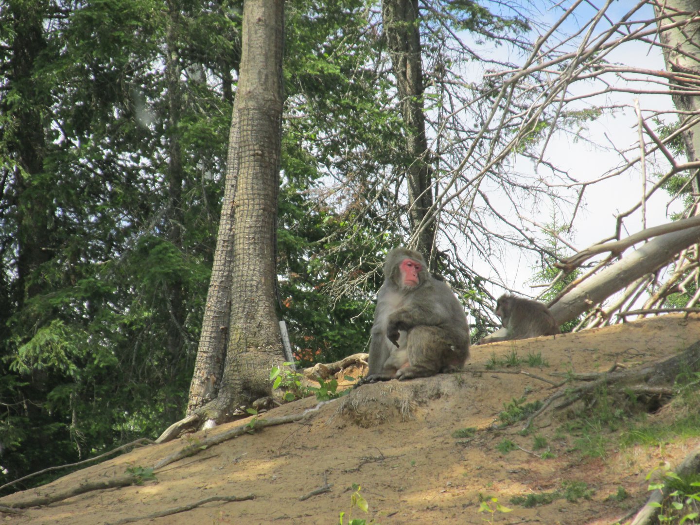 Japanese macaque