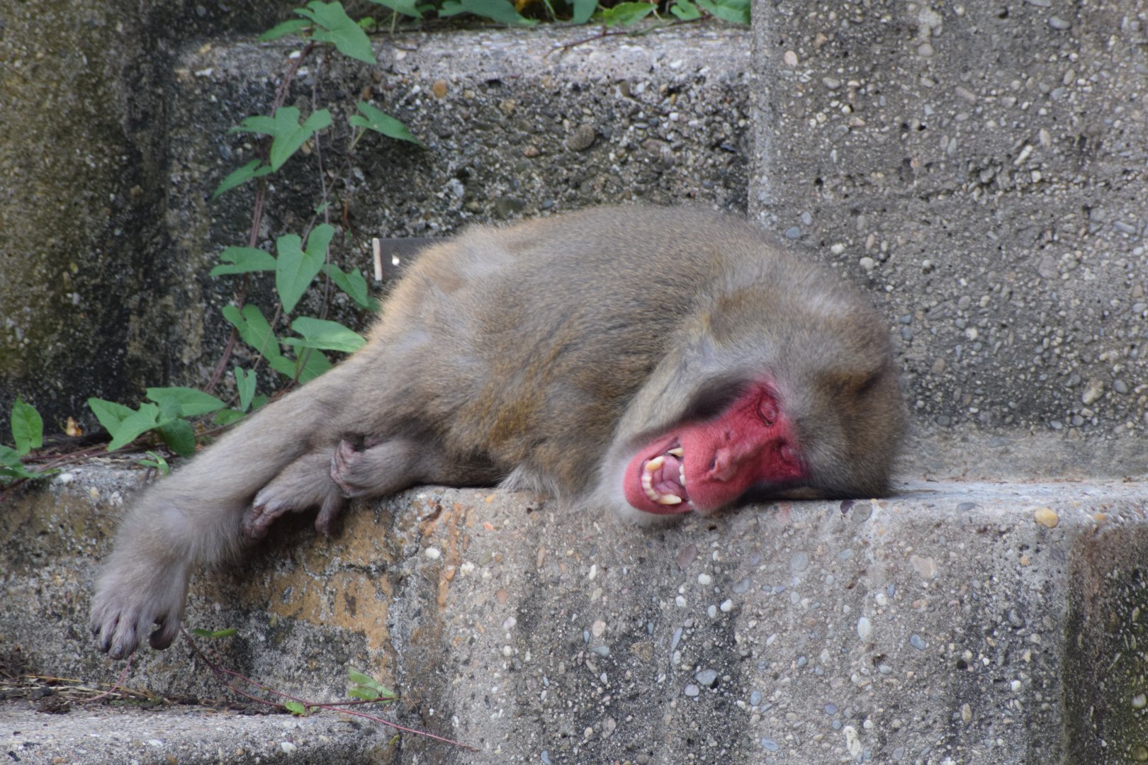 Japanese macaque