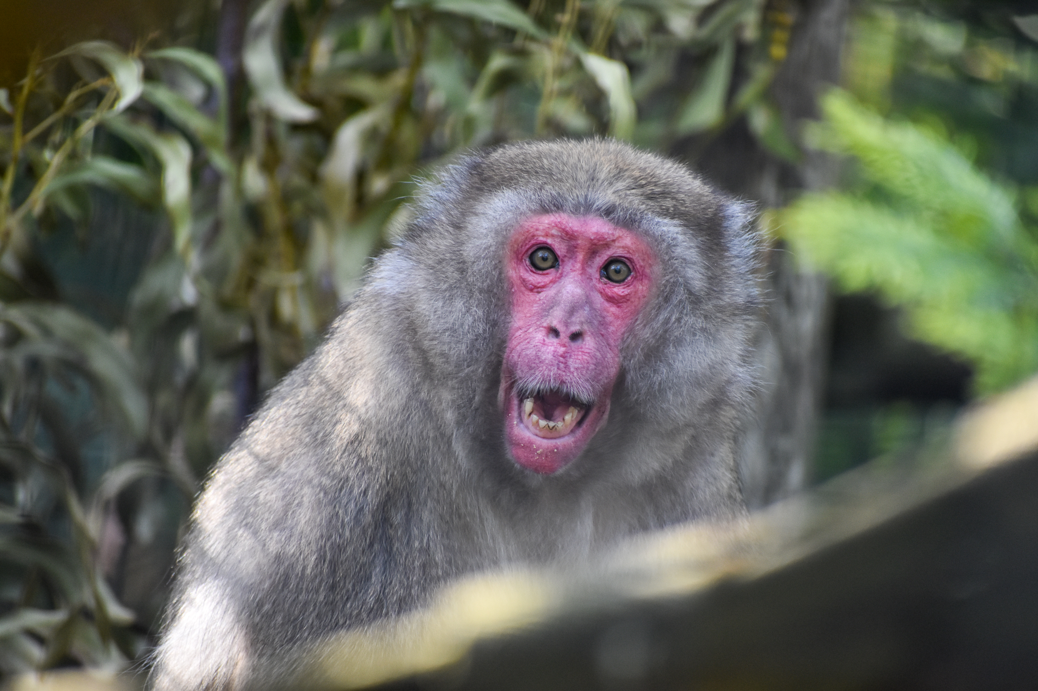 Japanese Macaque