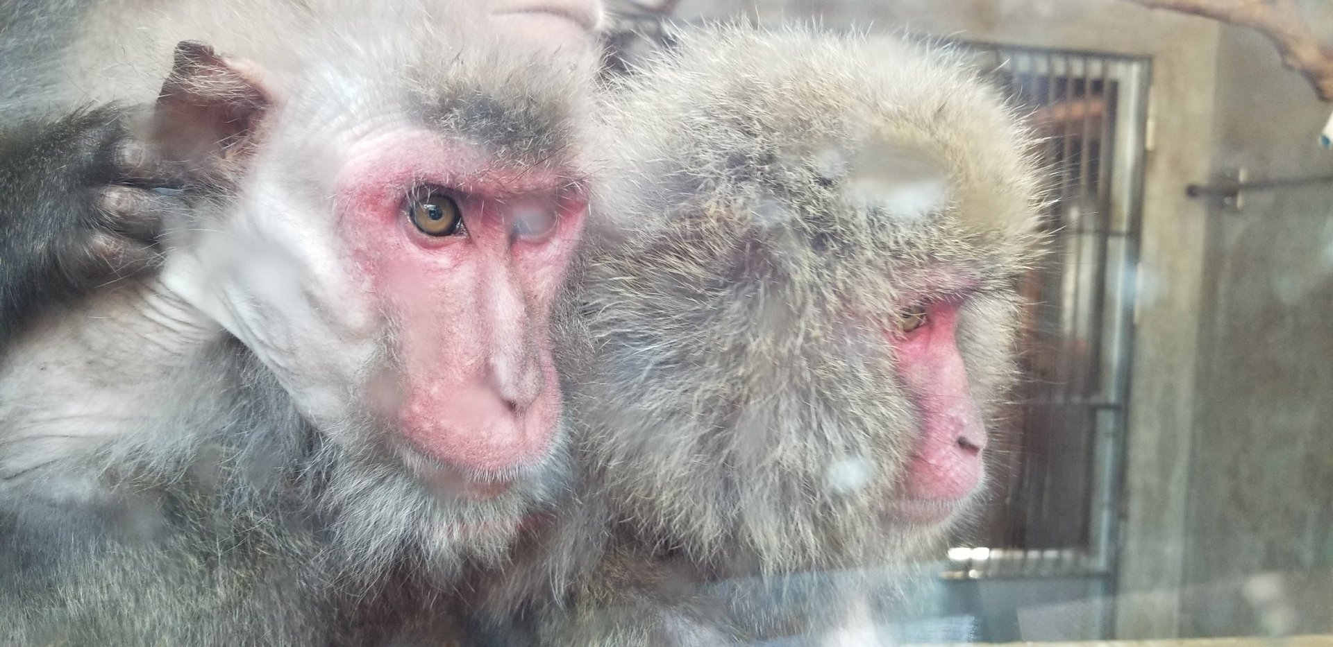 Japanese Macaque