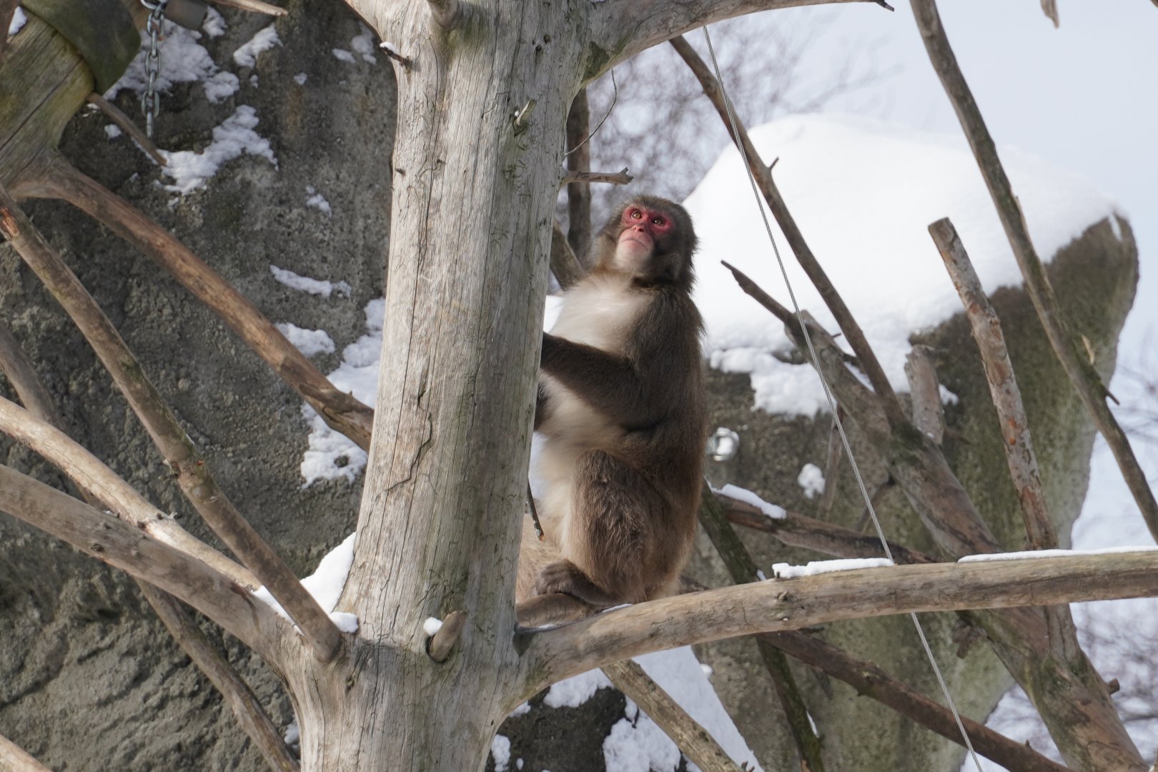 Japanese Macaque