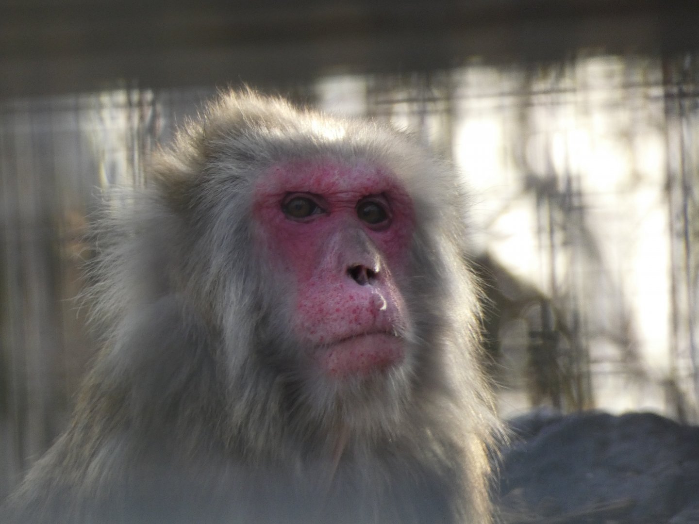 Japanese macaque